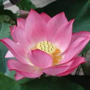 Neuvěřitelně krásná údolí lotus Taman