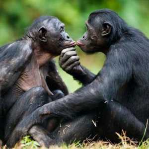 Обезьяна бонобо - самая умная обезьяна в мире