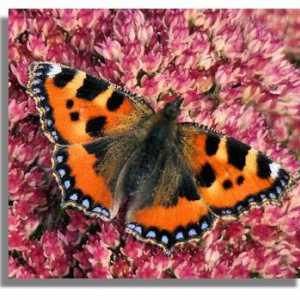 Обыкновенная и необычная бабочка-крапивница