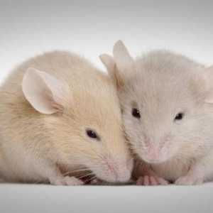 Оказывается, мыши могут петь любовные серенады на уровне ультразвука