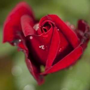 Popis růže, nebo rozmanitost druhů květin královny