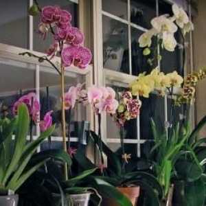 Orchid: jak správně zalévat květiny