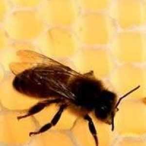 Осенняя подкормка пчел: быстро, эффективно, точно в срок