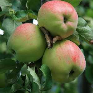 Mezi hlavní odrůdy jabloní pro střední pásmo Rusko