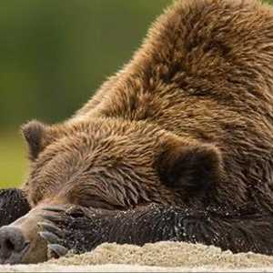 Особенности животных: почему медведь впадает в спячку