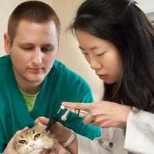 Zánět středního u koček: symptomy a léčbu onemocnění ušních