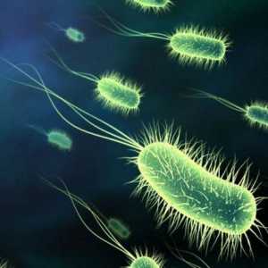 Отрицательная и положительная роль бактерий