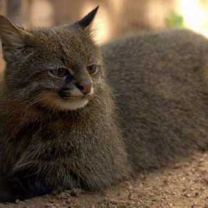 Пампасская кошка: описание животного. Интересные сведения