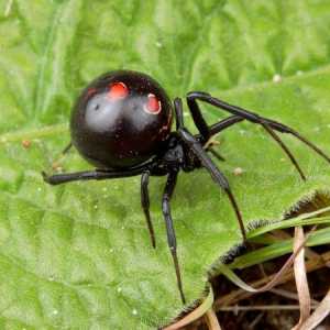 Паук черная вдова – хищник мира насекомых