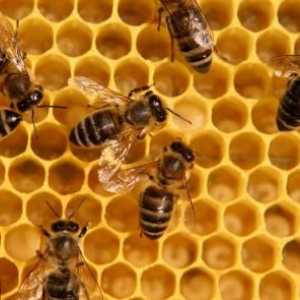 Včelí Podmore: terapeutické vlastnosti a kontraindikace. Že léčí včelí Podmore: recenze po aplikaci