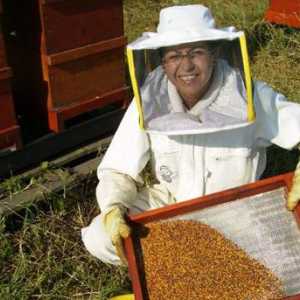 Пчелы: уход за пчелами зимой. Технология ухода за пчелами зимой и весной
