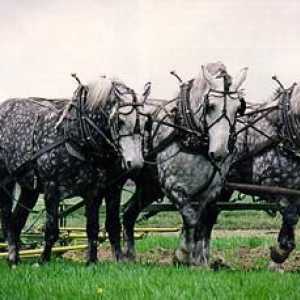 Першеронская порода лошадей. Лошадь-тяжеловоз першеронской породы (фото)