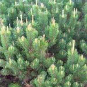 Pinus mugo – горная сосна: посадка и уход