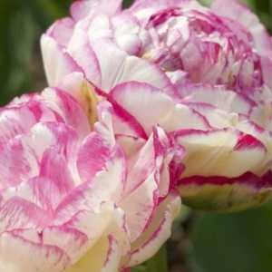 Peony- tulipány: luxus v záhonu
