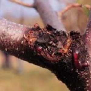 Плодовое дерево - предупреждение болезней