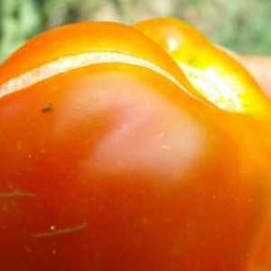 Proč bezva rajčata ve skleníku a otevřeném poli