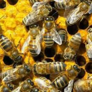 Поговорим о том, как пчёлы готовятся к зиме