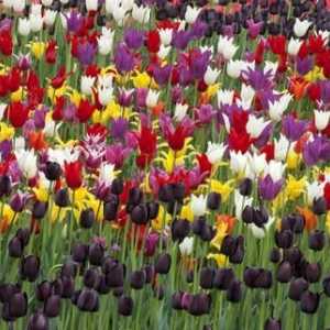 Pokuste se zjistit, kdy vysadit tulipány na Sibiři?