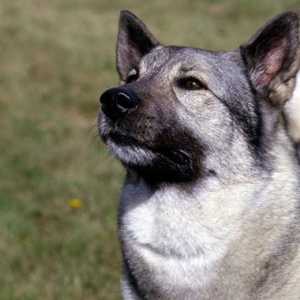 Psí plemeno norský Elkhound: znak, síla, barva a chovatele recenzí