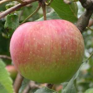 Výsadby jabloní na podzim na předměstí. Zakrslé jabloně na předměstí: grade