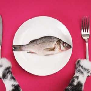 Správná volba potravin pro kočky - klíč ke zdraví mazlíčka