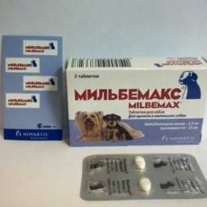 Droga „milbemaks“ pro psy: léčbu parazitární infekce