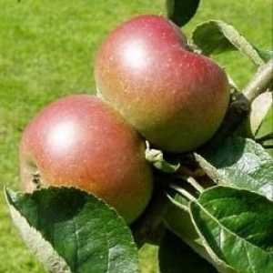 Roubování jablek na podzim: proč a jak na to
