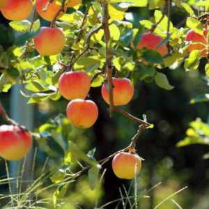 Roubování jablek v rukojeti srpna a dalších metod