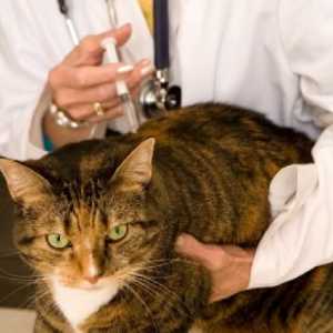 Vakcinace koček: co dělat a kdy