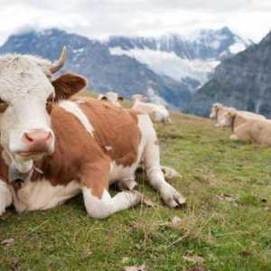 Продолжительность жизни коровы: факторы и методы определения возраста