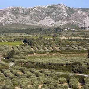 Olivový olej - panenský olivový olej