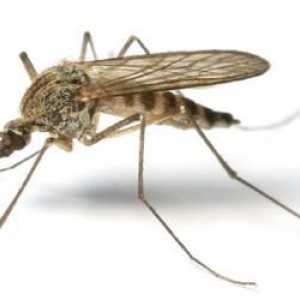 Osvědčené způsoby, jak se zbavit komárů v bytě