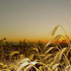 Пшеница озимая: выращивание, обработка и сорта