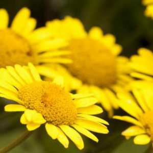 Пупавка красильная: описание, характеристика и лечебные свойства растения