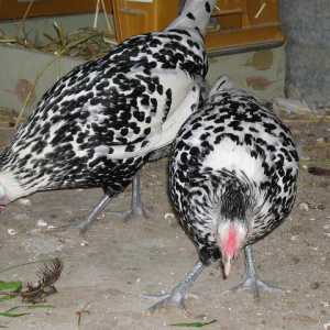 Пушкинская курица: фото, описание породы, отзывы