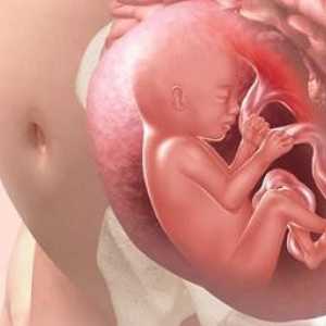 Uvažujme, jak dítě dýchá v děloze