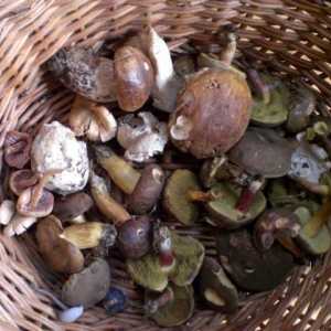 Разновидности грибов и их полезные свойства.