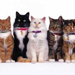 Druhy koček: co potřebujete vědět o zvířátkách