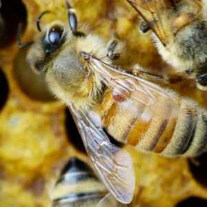 Разведение пчел для начинающих в домашних условиях