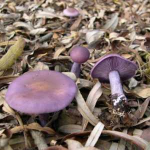 Рядовка фиолетовая: съедобный или ядовитый гриб?