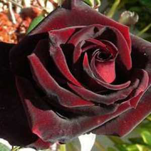 Rose Black Magic: popis odrůdy