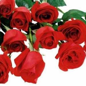 Červená růže - květy královny