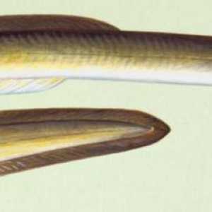 Рыба речной угорь: разновидности, происхождение и образ жизни