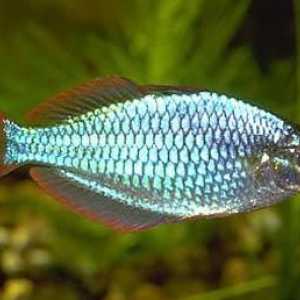 Ryby neon Donaciinae: chov, krmení a kompatibilita