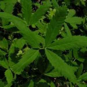 Sabelnik: léčivé vlastnosti rostlin