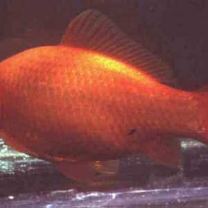 Nejoblíbenějším druhem zlaté rybky