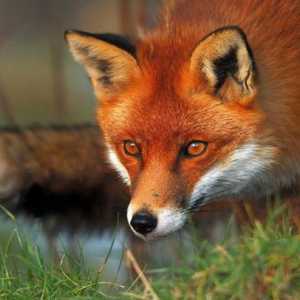 Самые интересные факты о лисах: среда обитания, питание и виды