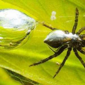 Самые интересные факты о пауках: описание, виды и особенности