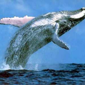 Самый большой кит нуждается в защите