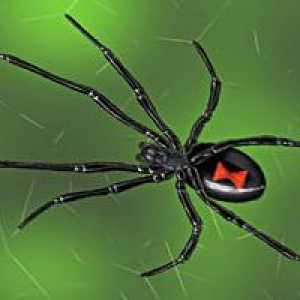 Самый ядовитый паук в мире: детство, отрочество и юность
